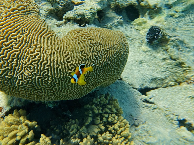 A small clown fish by a coral reef in the Red Sea