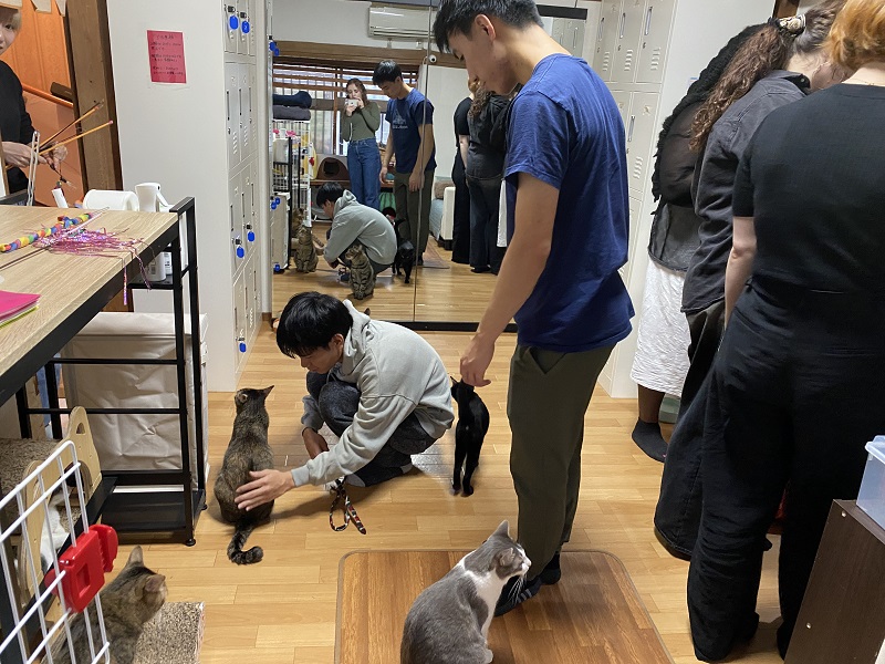 CET Japan students inside a cat café
