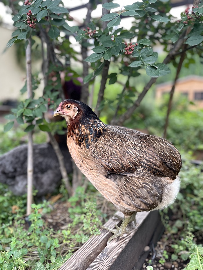 A chicken standing on a little ledge