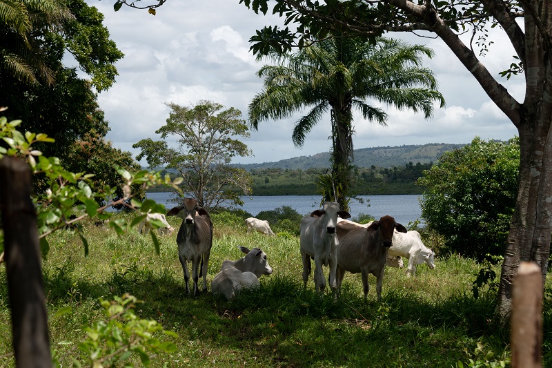 A group of five cattle in Dende Quilombo on a sunny day