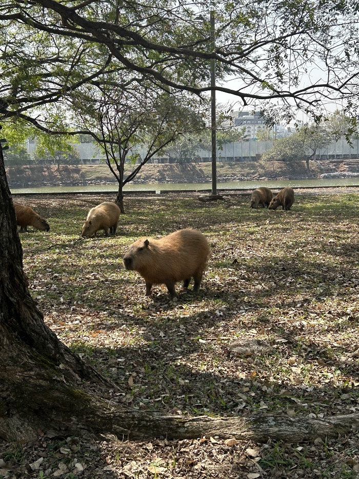 Multiple capybaras outside on the USP campus hanging out by the water