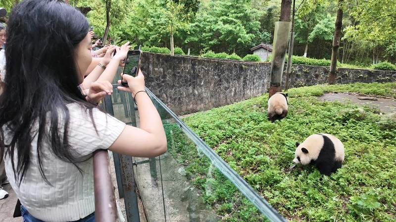 A girl taking a photo of pandas in Chengdu, China