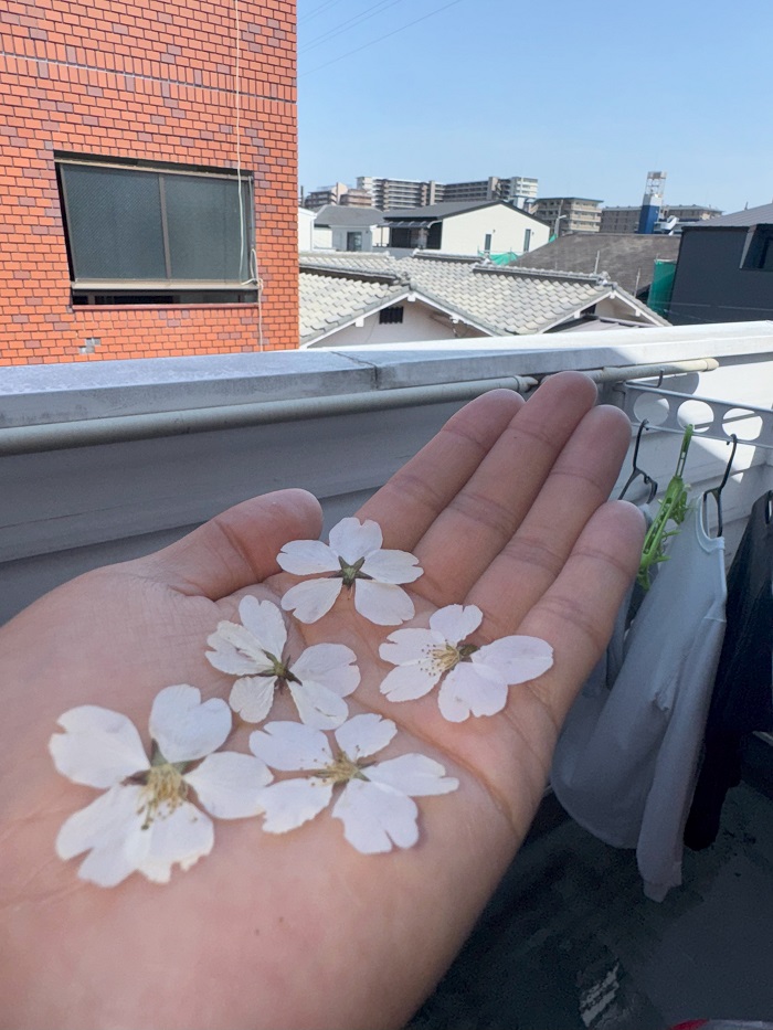 Pressed cherry blossoms on the palm of a hand