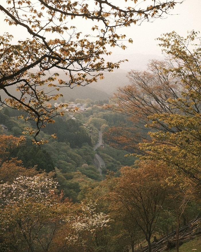 Fall foliage of trees somewhere in Japan