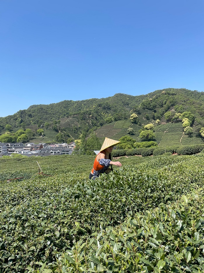 A person wearing a straw hat while picking leaves in a field of tea leaves on a cloudless day