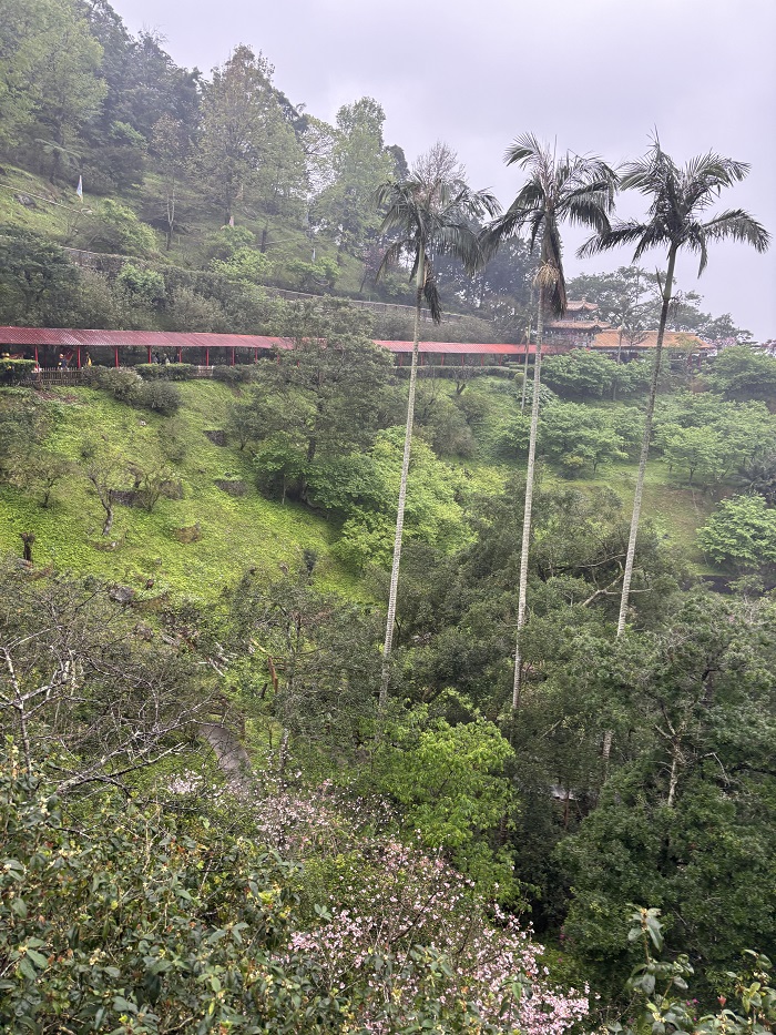 A view of green lush and tall trees by a side of a mountain in Taiwan on a cloudy day