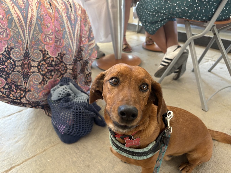 A little dog with its harness and leash on by the foot of humans under a table