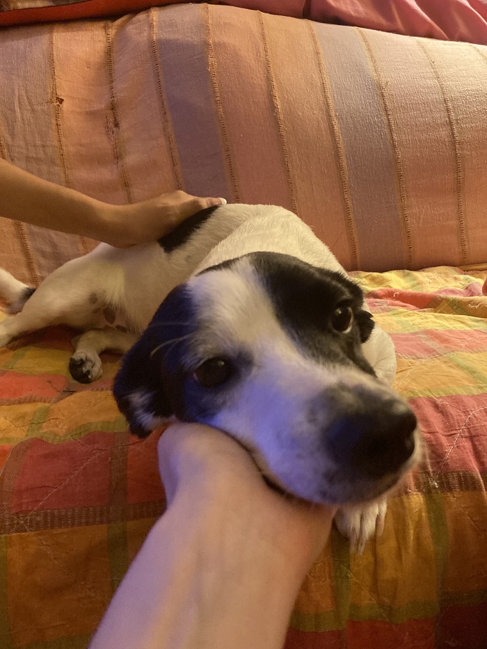 A dog resting its face in the hands of a person while laying on a stripped couch