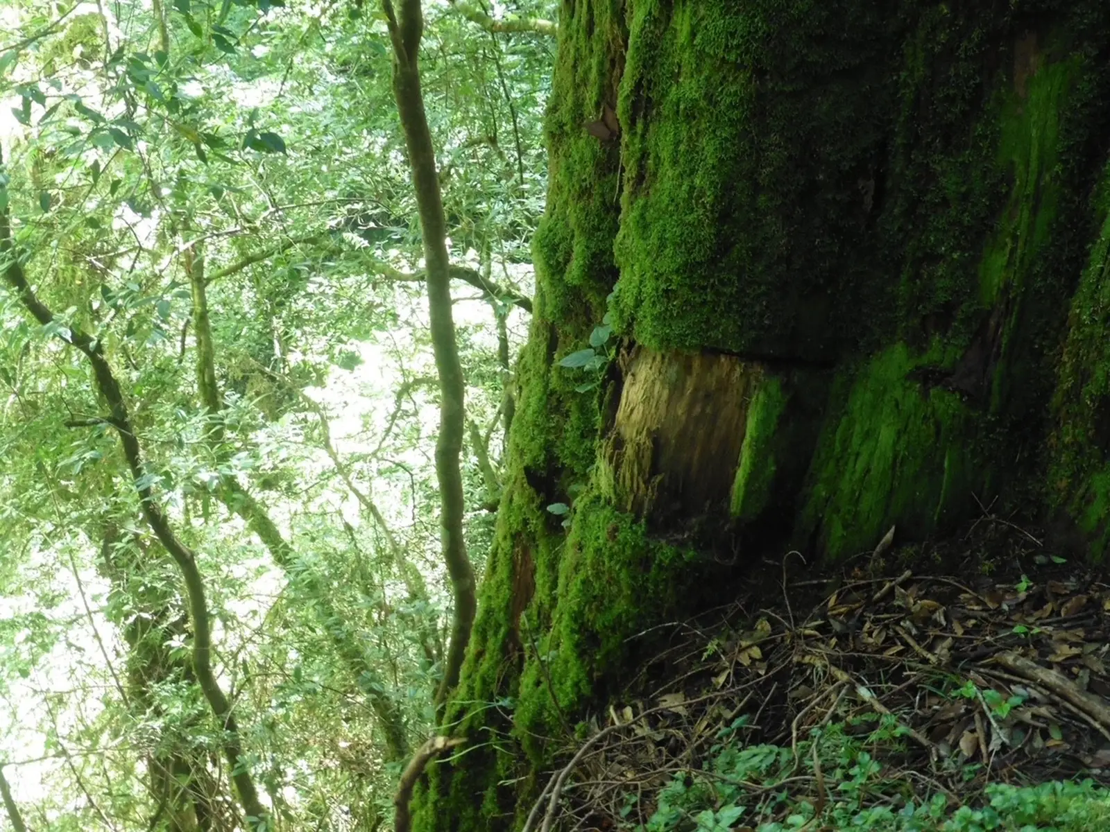 The trunk of an ancient cypress tree with moss growing on it in Taiwan