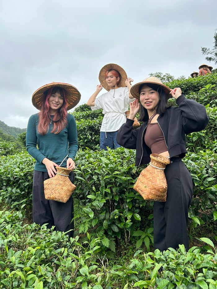 Three CET Taiwan students smiling while wearing straw hats and in the middle of tea picking outside on a cloudy day