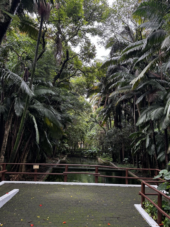 A nature area in Parque da Agua Branca