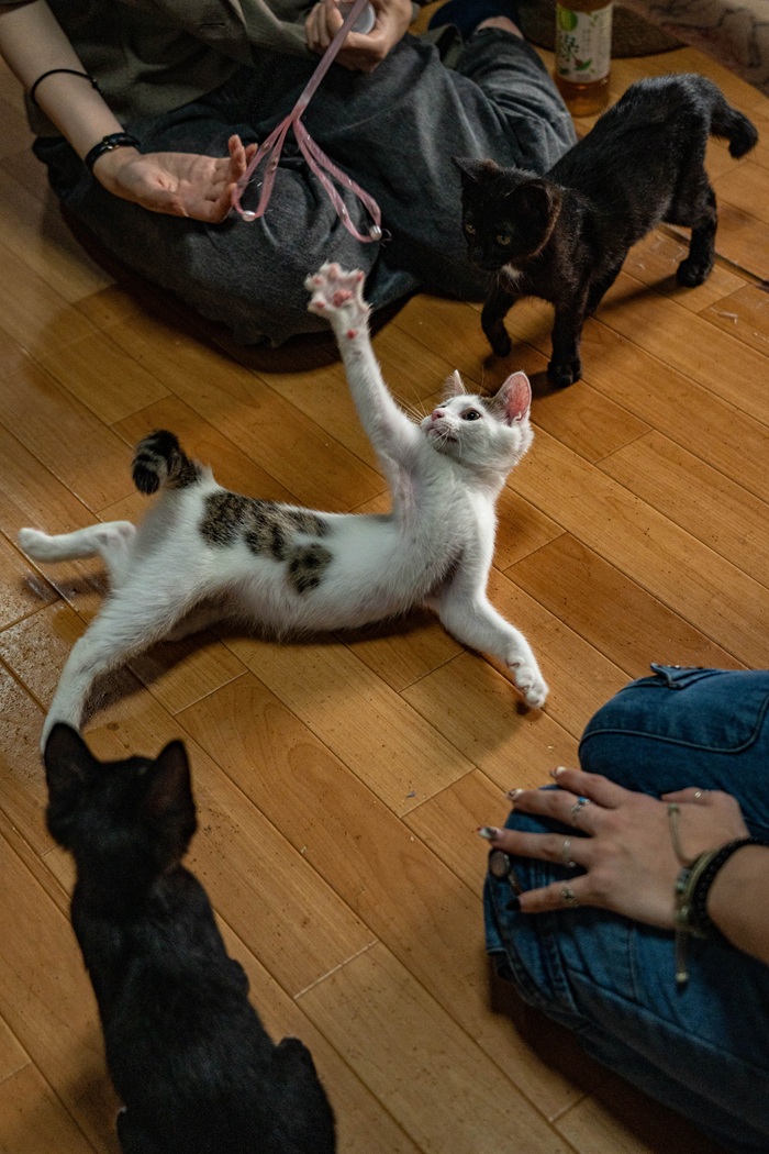 A white cat with brown spots playing on a wooden floor.