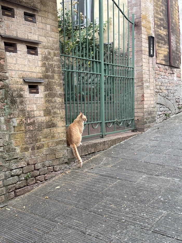 A tabby cat perched by the front of a gate on a street in Siena, Italy.