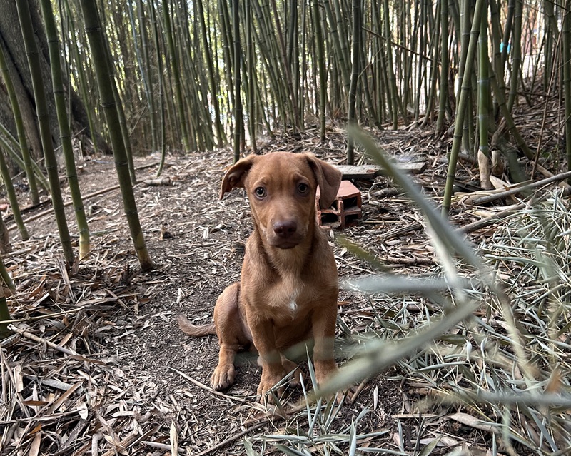 Brown puppy sitting in a bamboo forest.