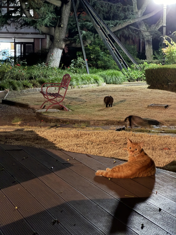 Cats lounging in a garden at night