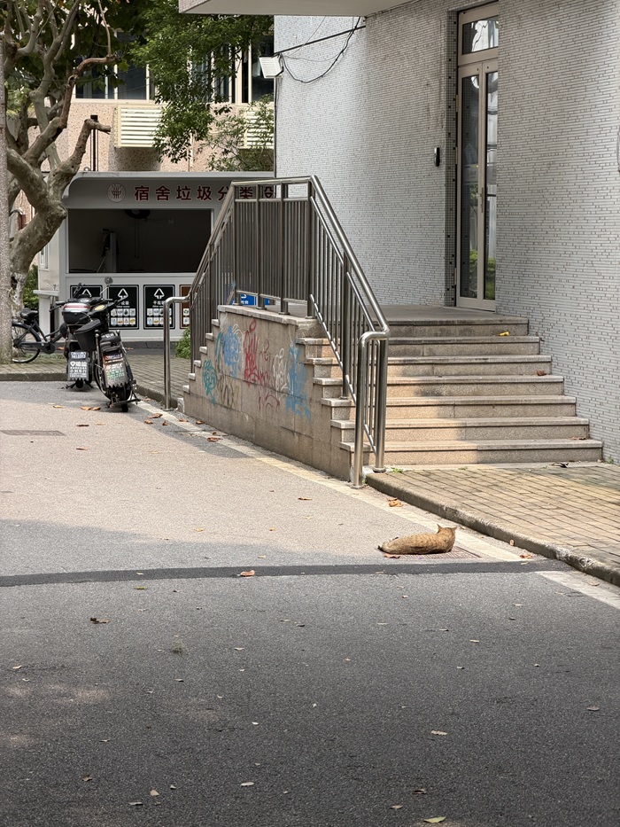 Cat lying on a quiet street near a building