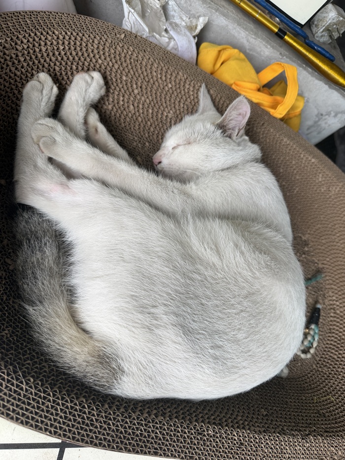 White cat sleeping curled up on a cardboard scratcher